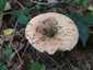 Vörösödőtejű rizike (Lactarius semisanguifluus), Őrség